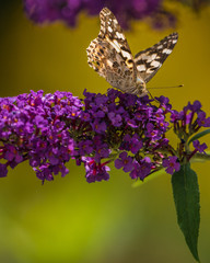 Butterflies on butterfly bush in late summer