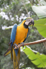 Arara brasileira