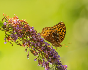 Butterflies on butterfly bush in late summer