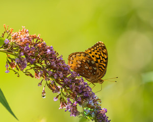 Butterflies on butterfly bush in late summer