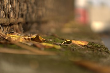 Herbst #1