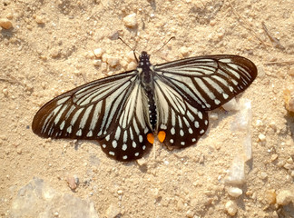 Papillon
