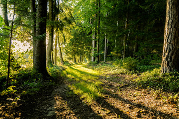 Sonnenstrahlen im Wald