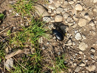 Beetle