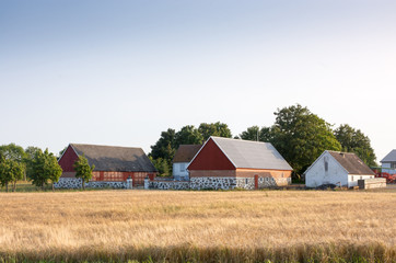 Swedish farmhouses  with wheat field in  the foreground