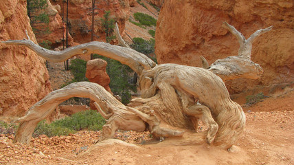 arbre tordu-Bryce Canyon-USA