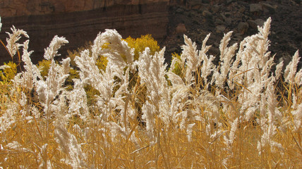 plumeaux au vent-Capitol Reef