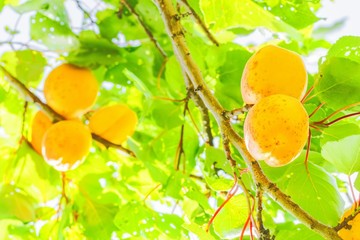 Yellow apricots on a branch among green foliage