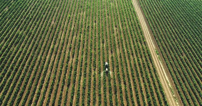 A huge grape plantation is being handled with machinery
