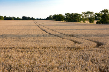 Wheat field with tractor tracks running through the field