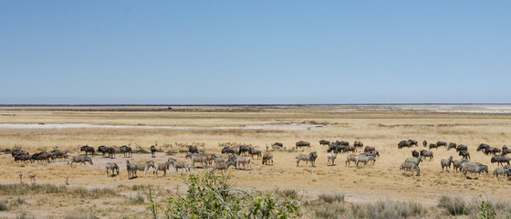 Etoscha-Pfanne: Nationalpark seit 1907