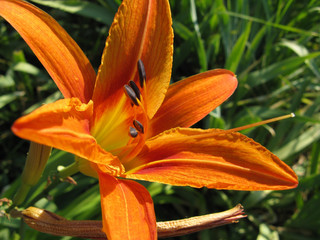 Orange daylily