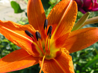 Orange daylily