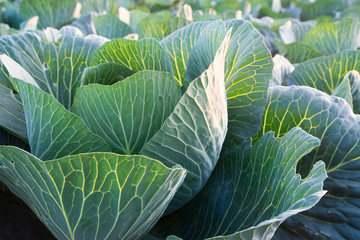Close-up of cabbage