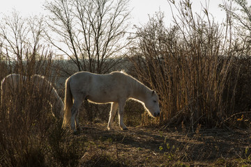 Naklejka na ściany i meble horse in Camargue