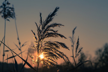 Fototapeta premium Sunrise on the Camargue ponds