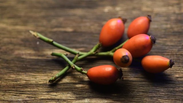 Rosa canina Rosal silvestre Hunds-Rose Dog rose video Rosier イヌバラ des نسرين Chiens 狗蔷薇 Tầm xu&acirc;n Koiranruusu Stenros R&oacute;ża dzika Шиповник собачий نسرين 