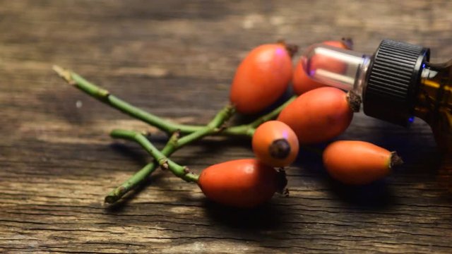 Rosa canina Rosal silvestre Hunds-Rose Dog rose video Rosier イヌバラ des نسرين Chiens 狗蔷薇 Tầm xu&acirc;n Koiranruusu Stenros R&oacute;ża dzika Шиповник собачий نسرين