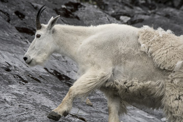 Naklejka premium Mountain Goat Closeup with Molting Winter Coat