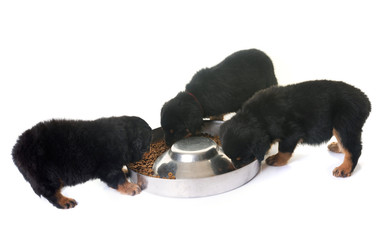 puppies rottweiler eating