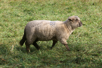 Obraz premium Mouton marchant dans un pré. Sheep.