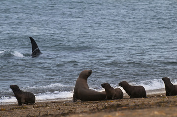 Orca Patagonia , Argentina