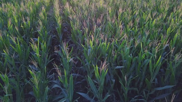 corn cultivation on sunset in 4k high resolution aerial view with drone