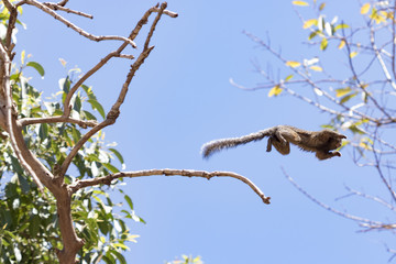 Callithrix - Very Common marmoset species in Brazil named 