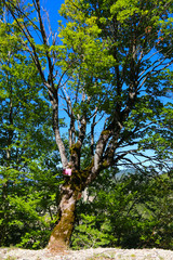 Alpes Haute Provence - Hautes Alpes