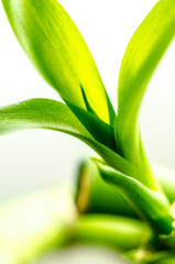 Fototapeta premium Bambus