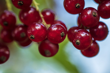 Ripe red currant berries on a branch