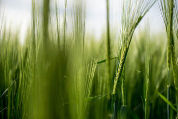Grünes Getreide Gras