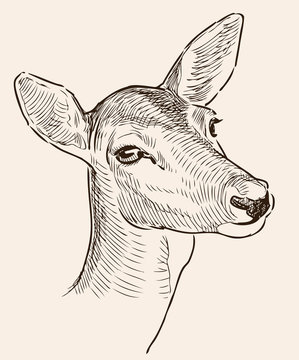 Head of a roe deer