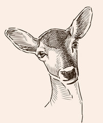 Portrait sketch of a roe deer © asmakar