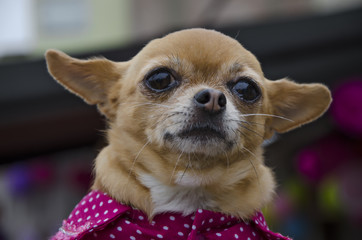 little chihuahua puppy