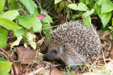 Hedgehog