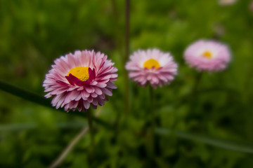Bellis perennis. © Kalle