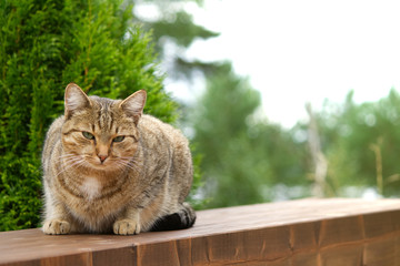 Cat sitting on a wooden bench and looking at the camera
