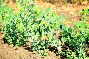 Green beans bushes in garden on sunny day
