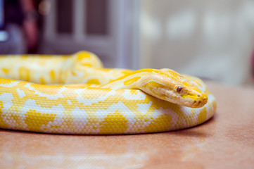 Fototapeta premium Gold Python,Reticulated python, Python reticulatus Albino snake with beautiful yellow texture. Exotic pet. Selective focus
