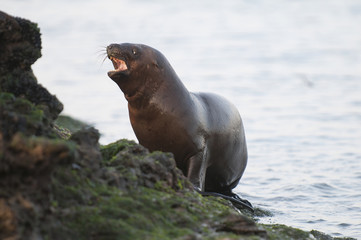 Sea Lion , Patagonia, Argentina