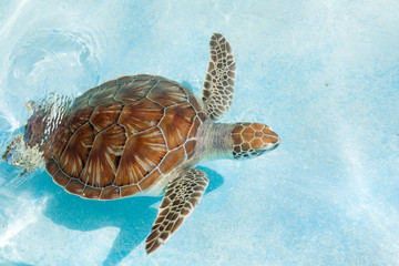 Green sea turtle. Close-up