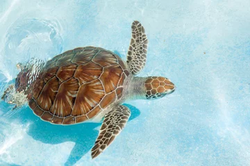 Fotobehang Groene zeeschildpad. Detailopname © Johan Sky