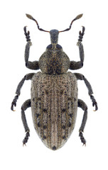 Beetle Hypera viciae on a white background