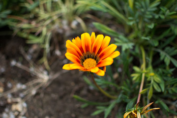 Flor amarilla y naranja florecida