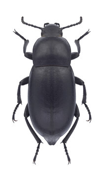 Beetle Blaps halophila on a white background