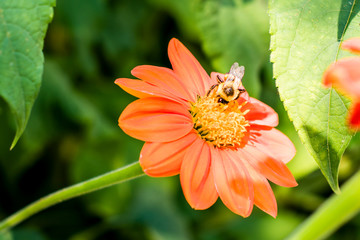A bee is working on a flower