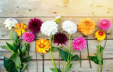 Photo sur Plexiglas Dahlia Carte de voeux - bouquet de dahlias