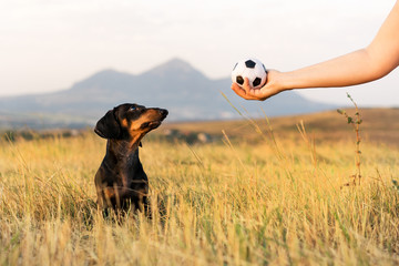 dog (puppy), breed dachshund black tan, looks at the host's hand with the ball in anticipation of the game. Dog playing in the game with a man.