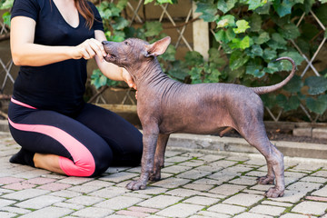 woman gives a command to her Mexican Hairless Dog puppy. Dog training.